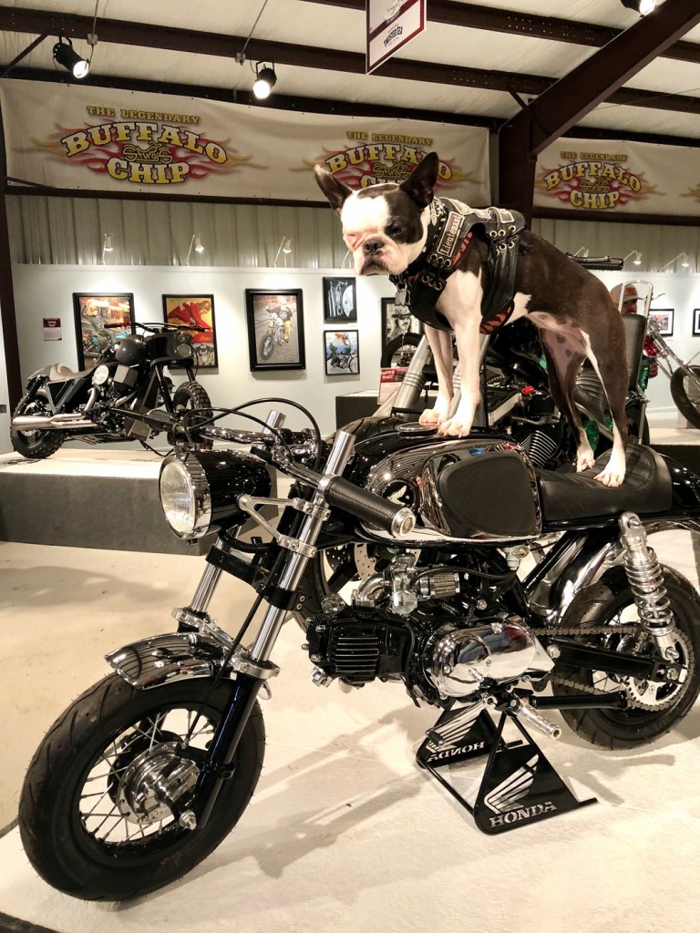 Honda Z50 Cafe Racer