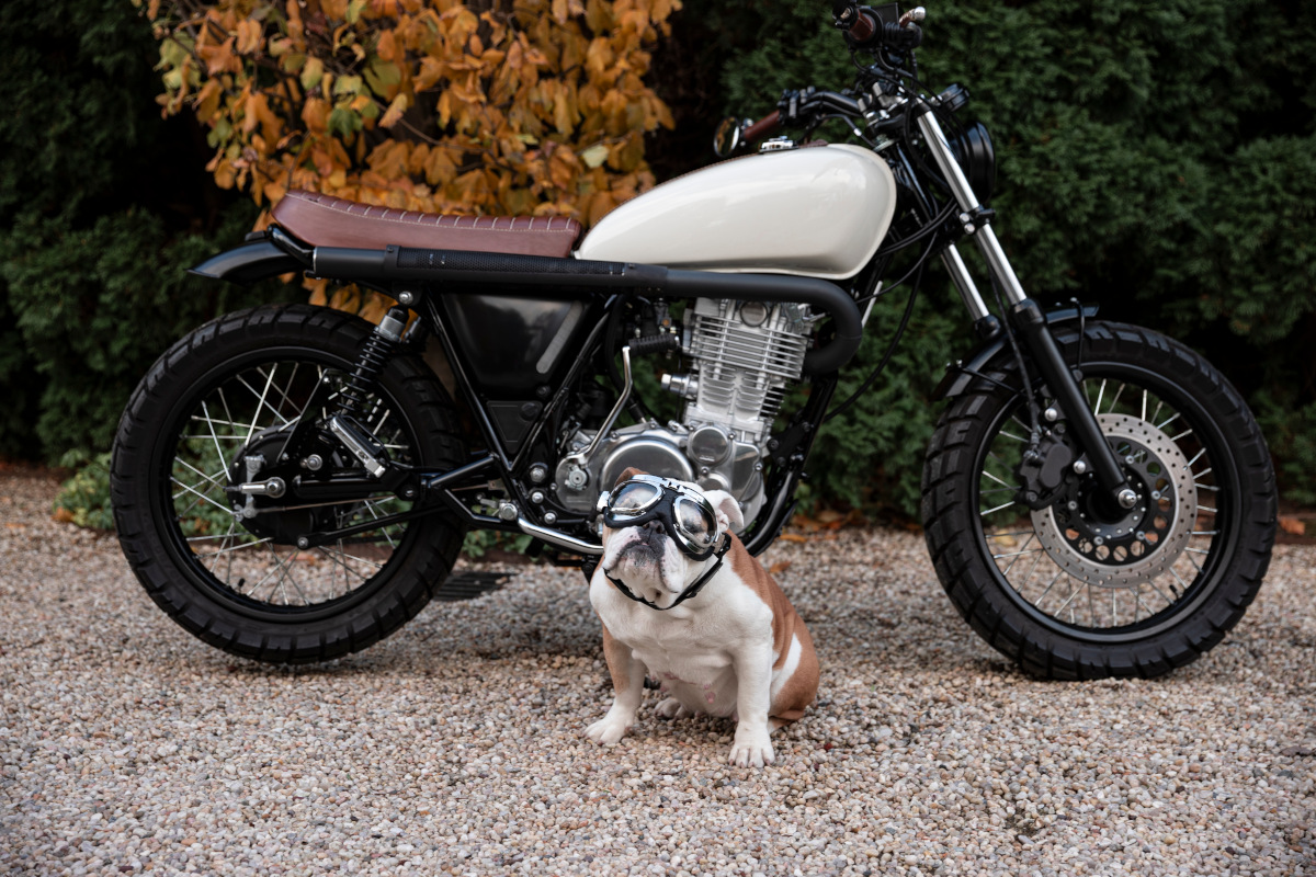 Project Snoopy: Yamaha SR400 Scrambler – BikeBound